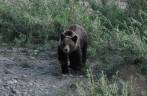 Urso adolescente acompanha sua mãe na região de Many Glacier, no Glacier Nacional Park, em Montana, nos Estados Unidos